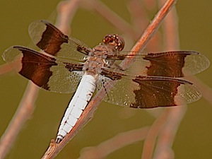 Common Whitetail - Plathemis lydia